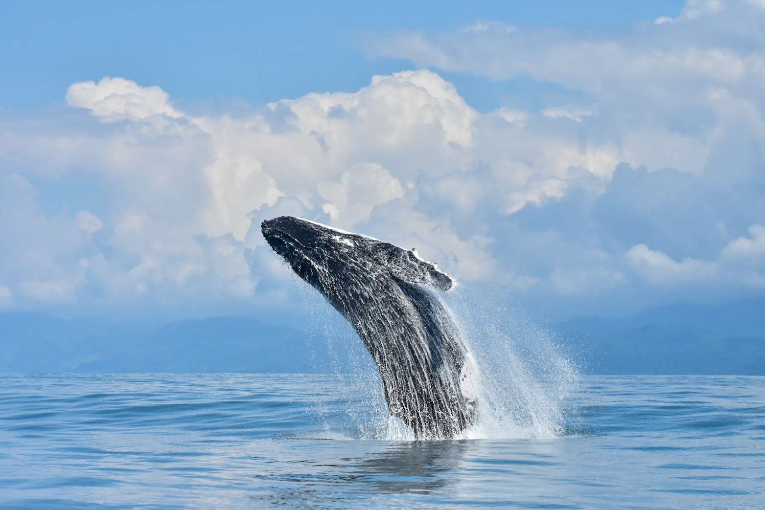 ¿Por qué las ballenas jorobadas están llegando a Punta Leona?