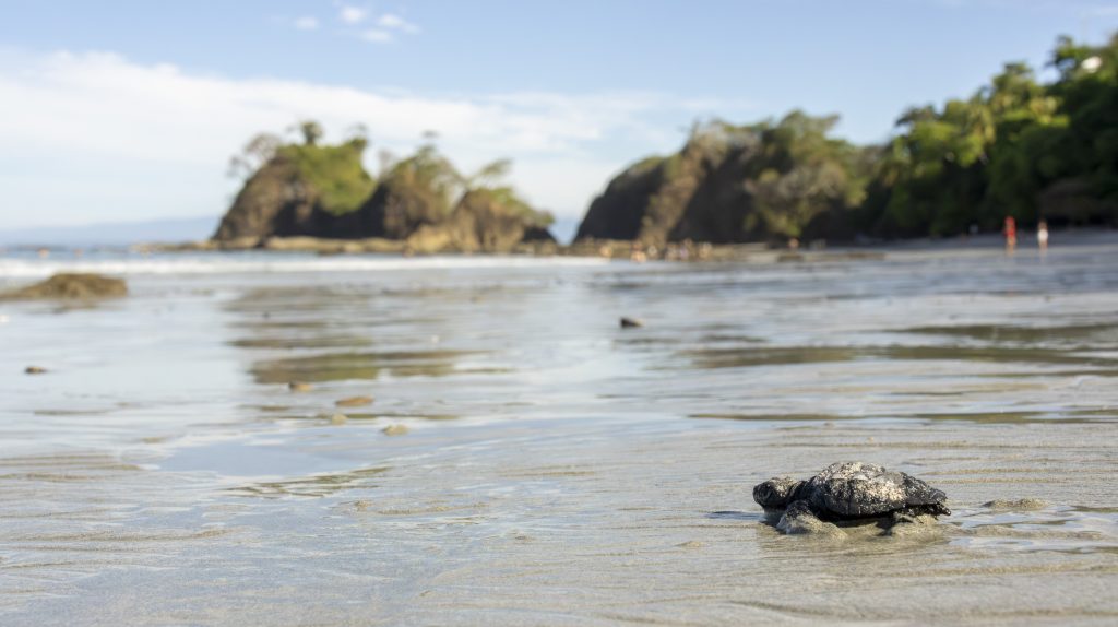 Punta Leona impulsa conservación de la tortuga lora en Playa Blanca