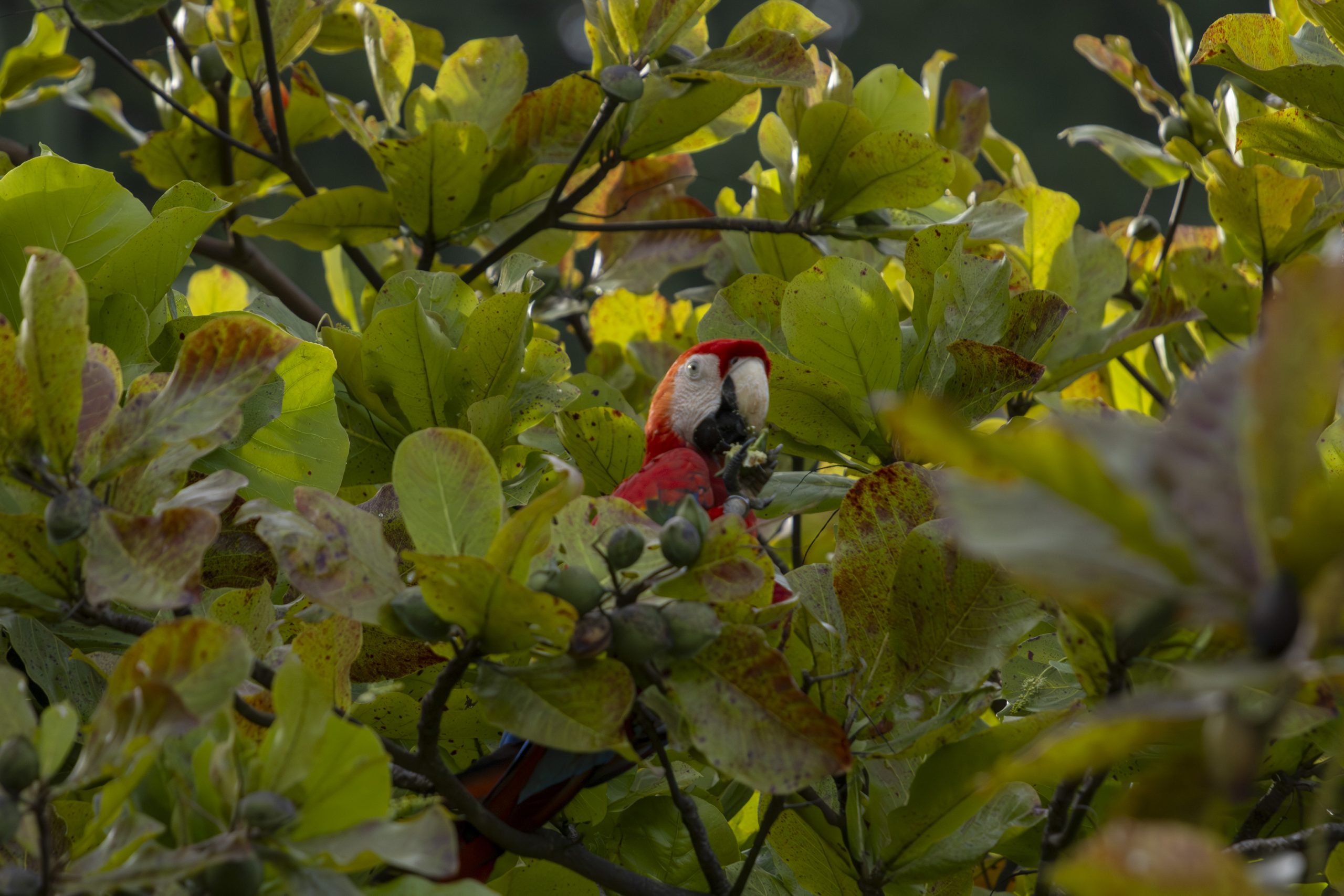 Punta Leona se opone a iniciativa para legalizar cautiverio de las lapas