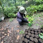 Punta Leona convierte su vivero en un banco de vida de regeneración para impulsar la biodiversidad del territorio