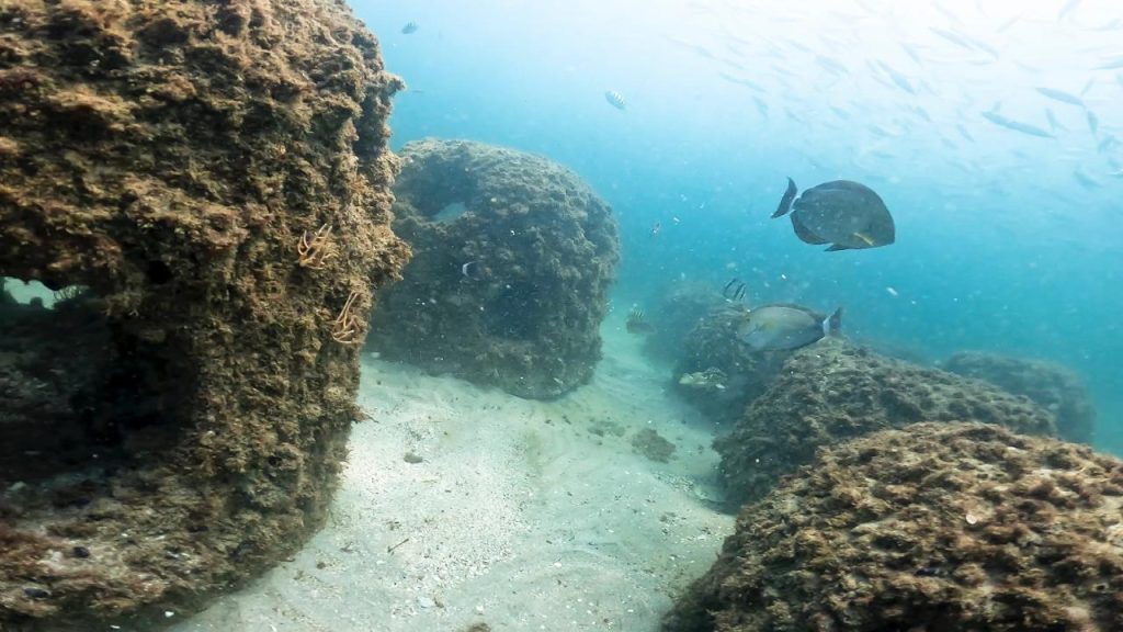Punta Leona suma más de 75 arrecifes artificiales para restaurar la vida marina de Playa Blanca y proteger Humedal Marino